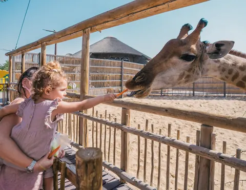 Dubai Safari Park с трансфером